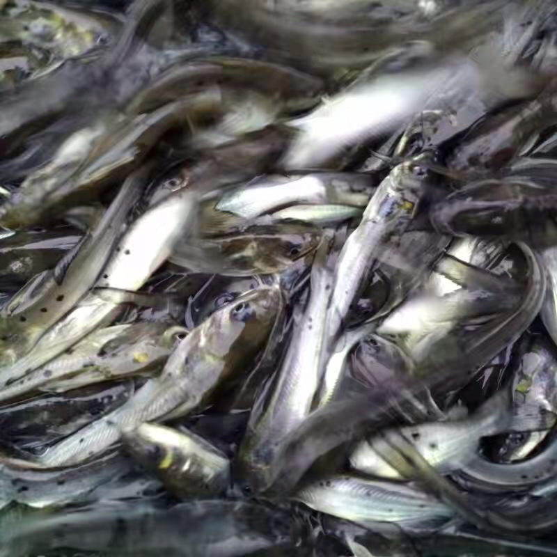 鮰鱼叉尾鮰鱼苗品质保证产地直发可视频看货优质欢迎咨询