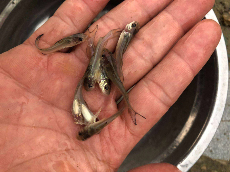 鮰鱼叉尾鮰鱼苗品质保证产地直发可视频看货优质欢迎咨询