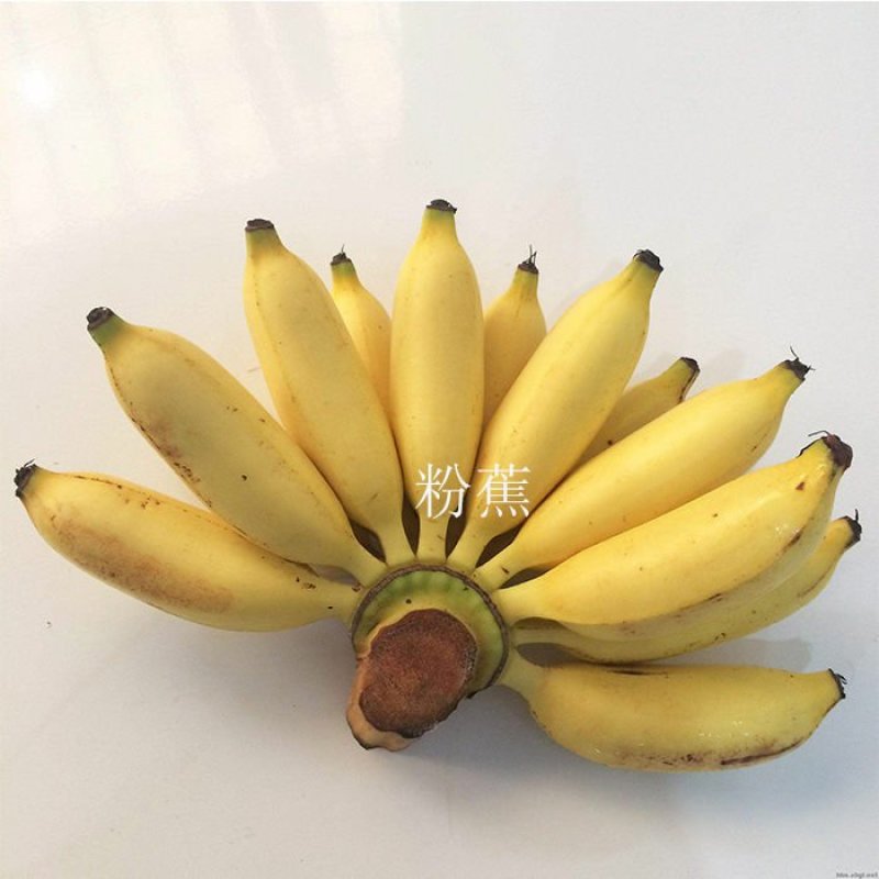 新品种水果苗香蕉树苗B6矮化蕉树苗红香蕉树苗皇帝蕉树苗