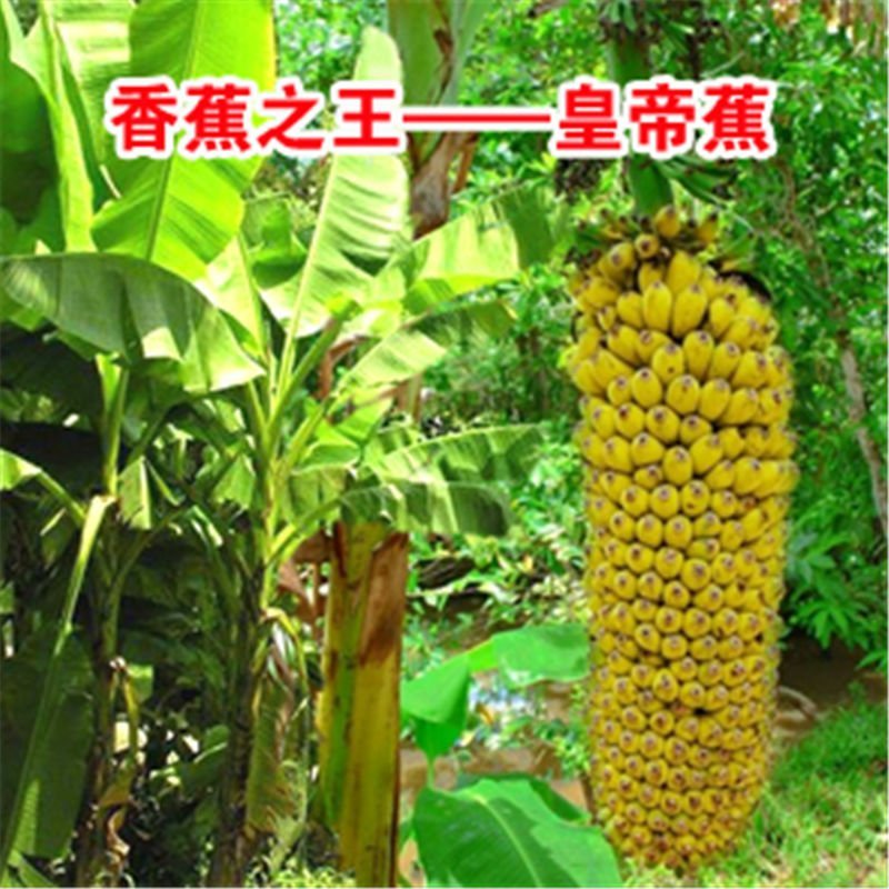 新品种水果苗香蕉树苗B6矮化蕉树苗红香蕉树苗皇帝蕉树苗