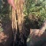 防风种籽、春、冬季直播，基地直发，量大从优