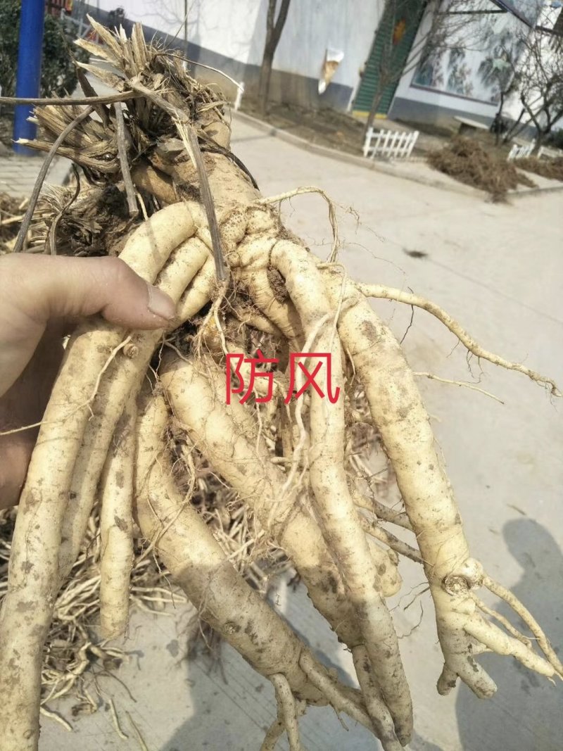 防风种籽、春、冬季直播，基地直发，量大从优