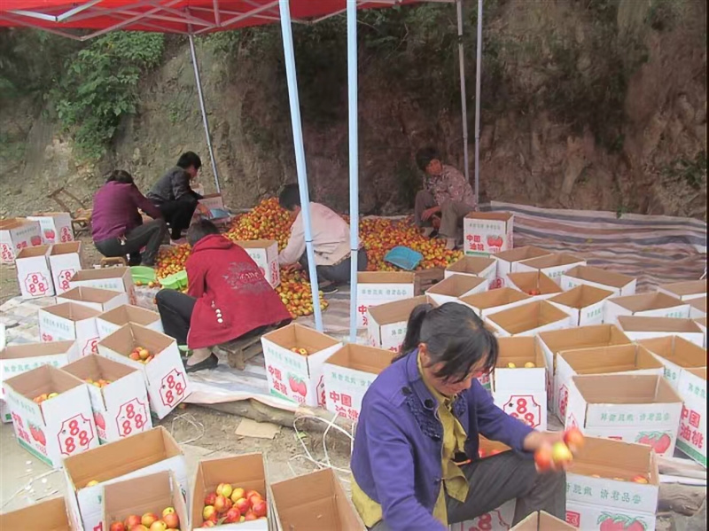 大量露天油桃上市【精品油桃产地直供一手货源518】