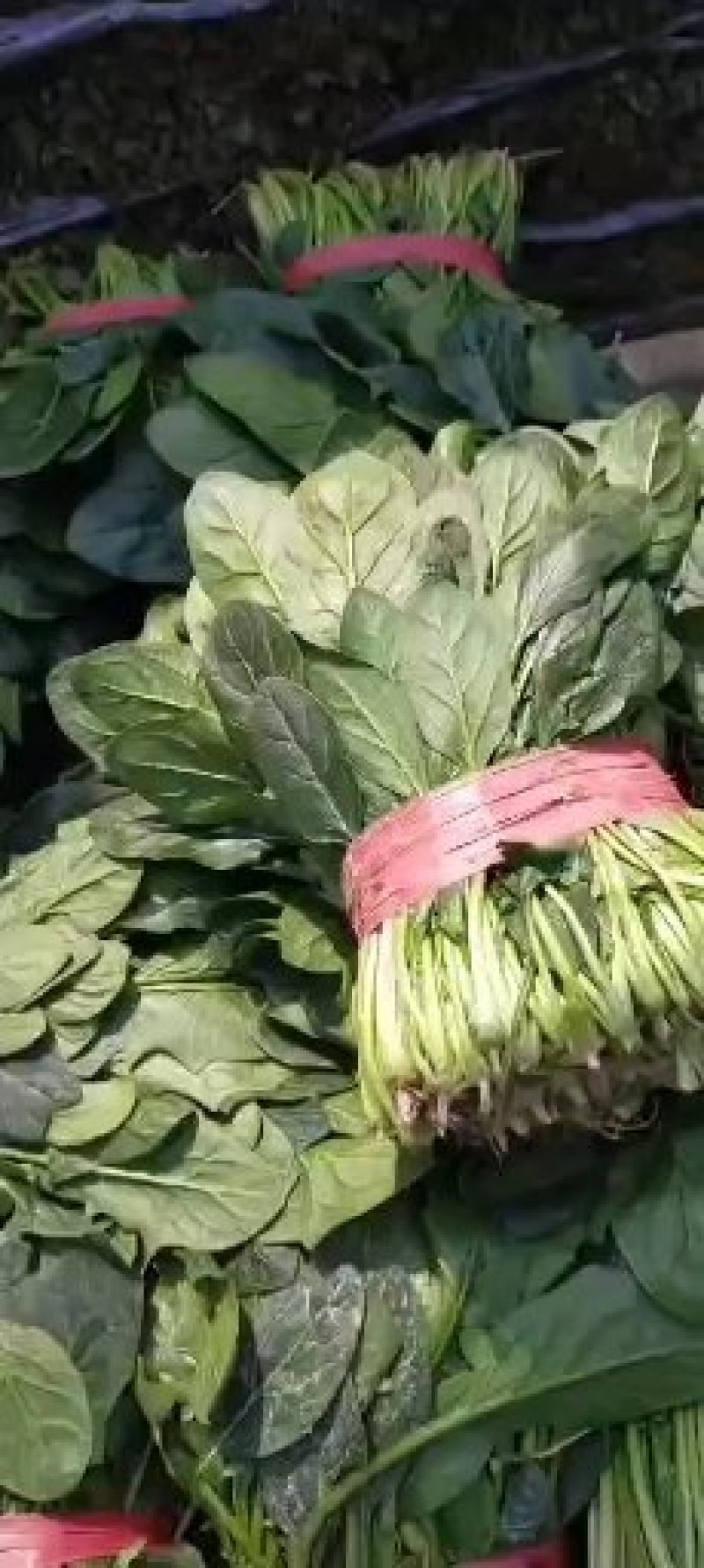 【精品】大叶菠菜，山东惠民万亩菠菜基地，大量供货！
