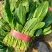 【精品】大叶菠菜，山东惠民万亩菠菜基地，大量供货！