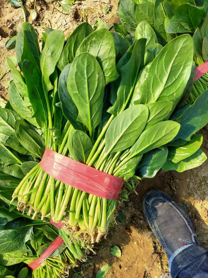 【精品】大叶菠菜，山东惠民万亩菠菜基地，大量供货！