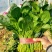 【精品】大叶菠菜，山东惠民万亩菠菜基地，大量供货！