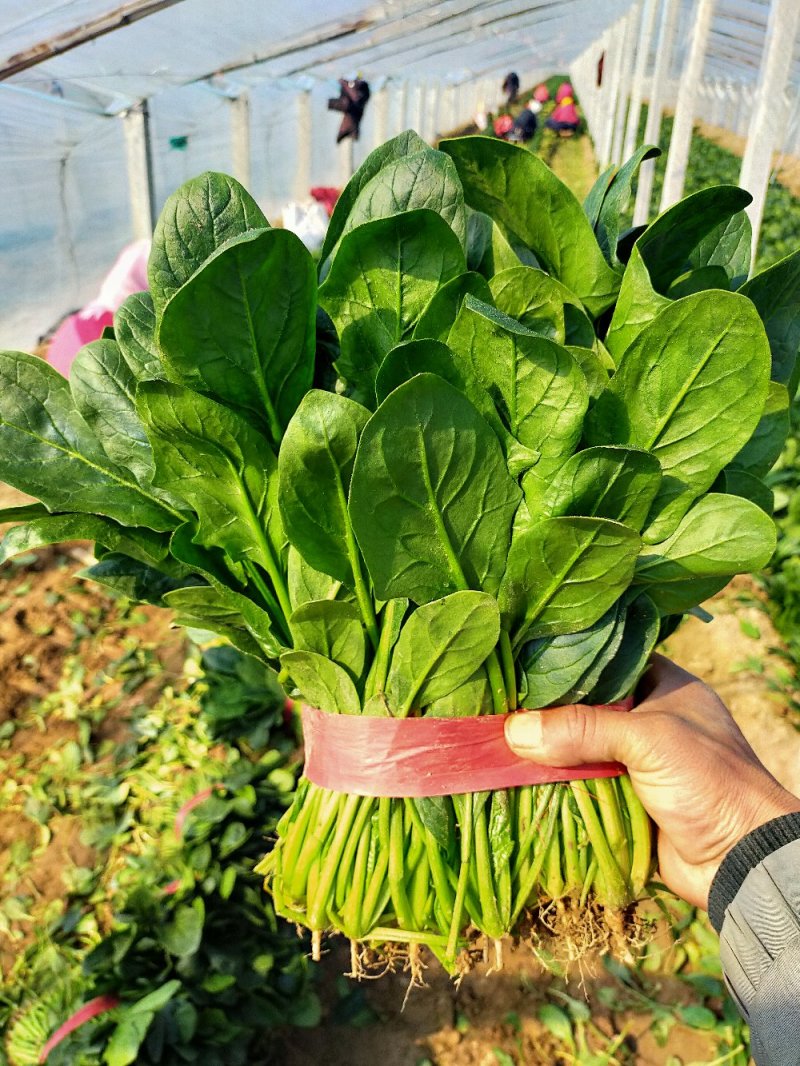 【精品】大叶菠菜，山东惠民万亩菠菜基地，大量供货！