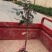 嫁接红龙眼树苗四季蜜龙眼树苗植当年结果