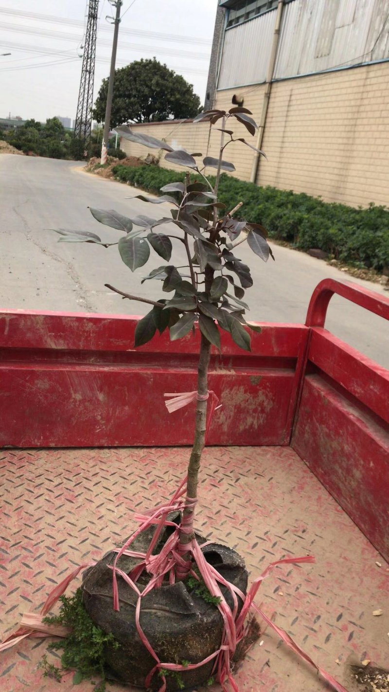 嫁接红龙眼树苗四季蜜龙眼树苗植当年结果