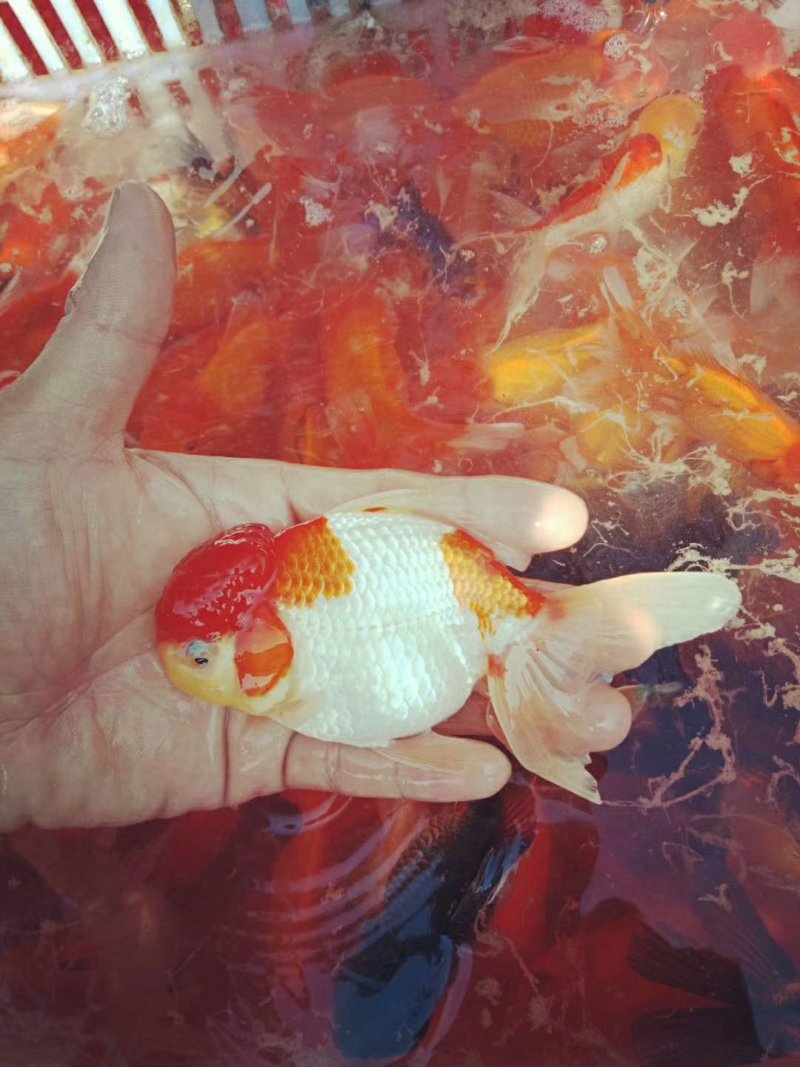 狮头金鱼