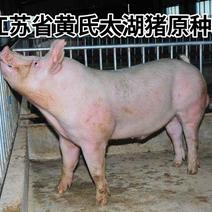 苗猪批发猪苗报价苗猪繁育基地,猪场批发价格