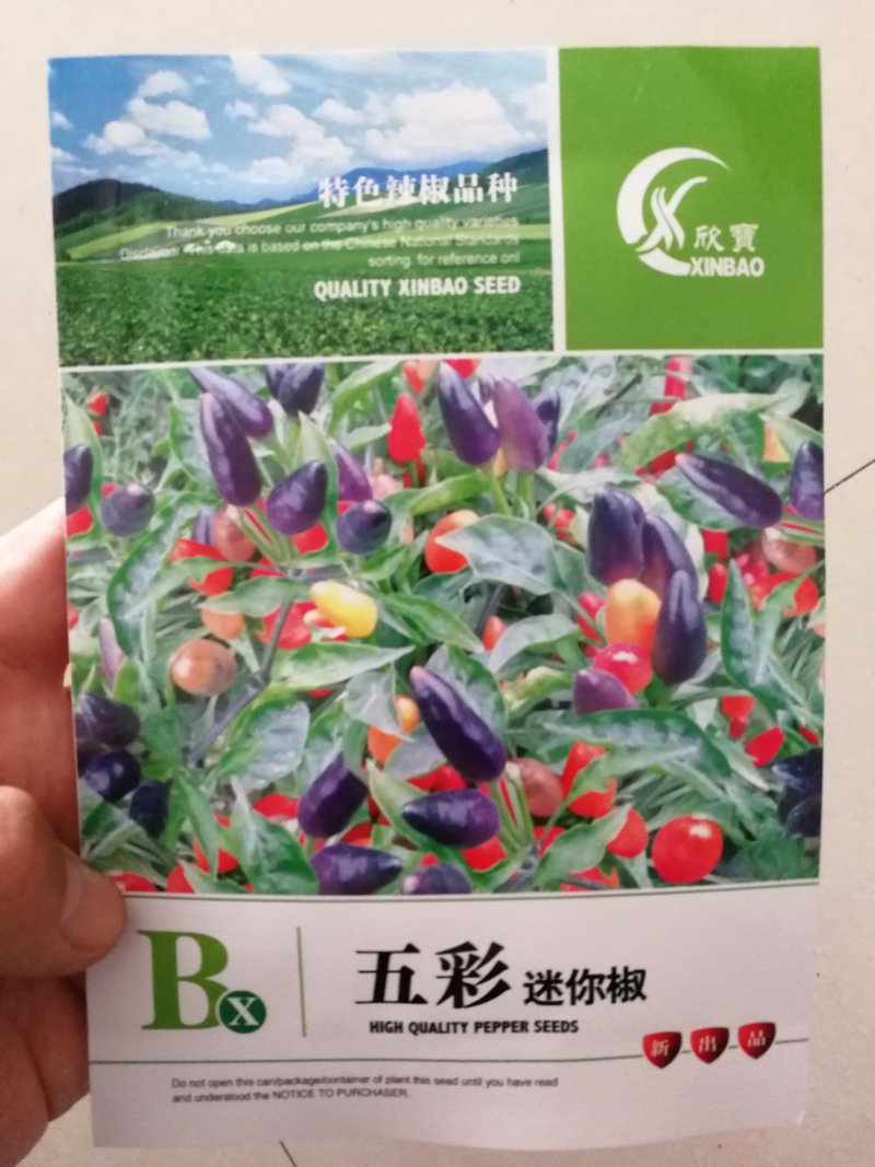 ️【精选】七彩椒五色彩椒辣椒种子颜色品类多辣度高品质好