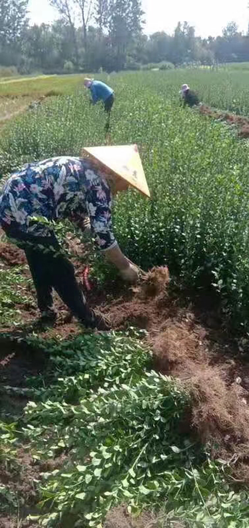 卫毛卫毛球工程苗规格全价格优自产自销