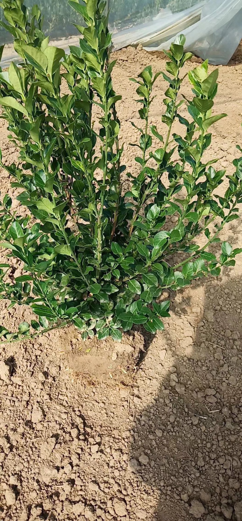 卫毛卫毛球工程苗规格全价格优自产自销