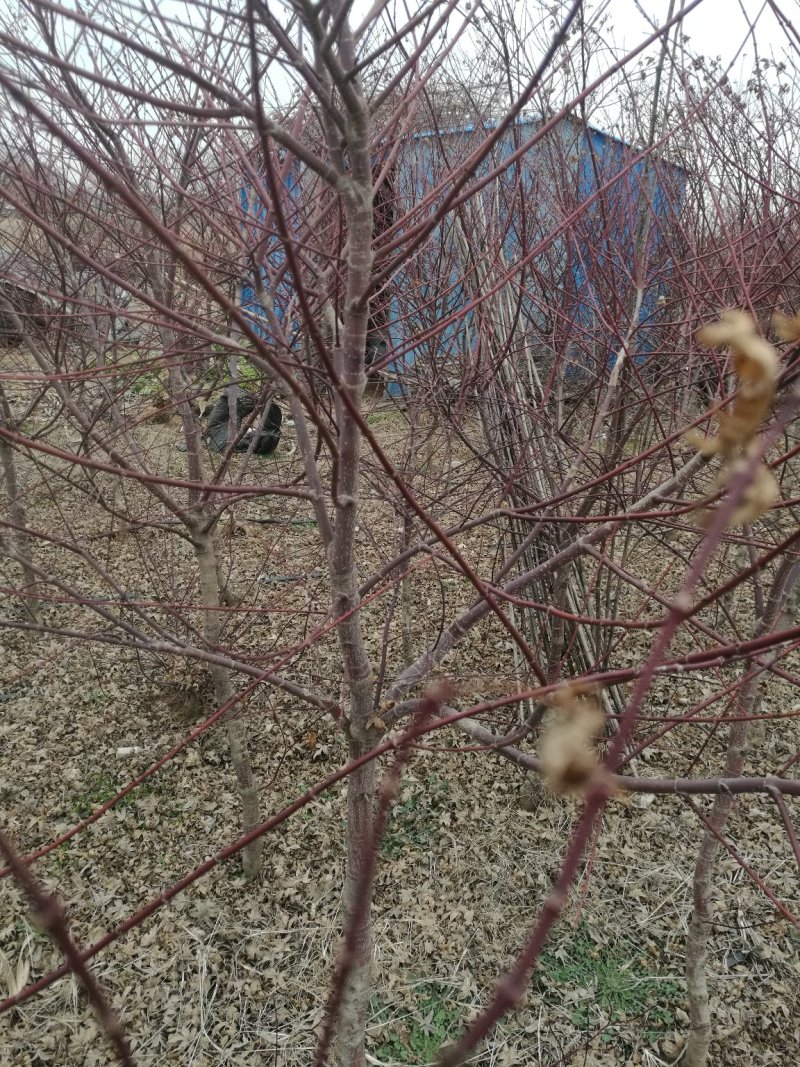 日本红枫3456789需要的联系，山东省日照市莒县