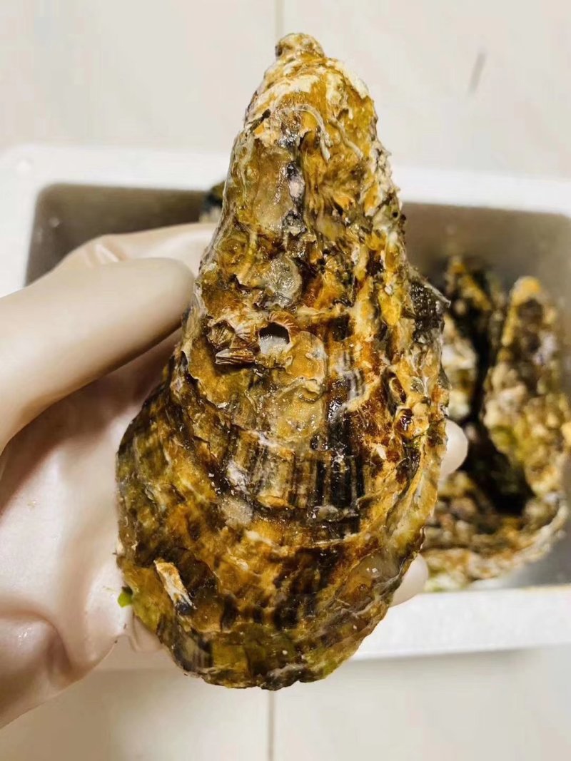 乳山生蚝1到4两生蚝直发产地直供！一件代发