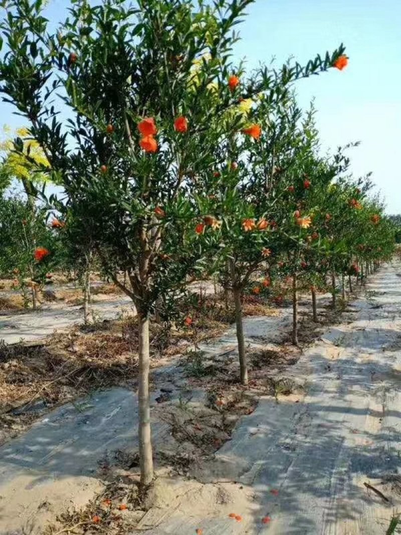 蒙阳红石榴苗一手嫁接苗两证一签基地直发保证品种成活率