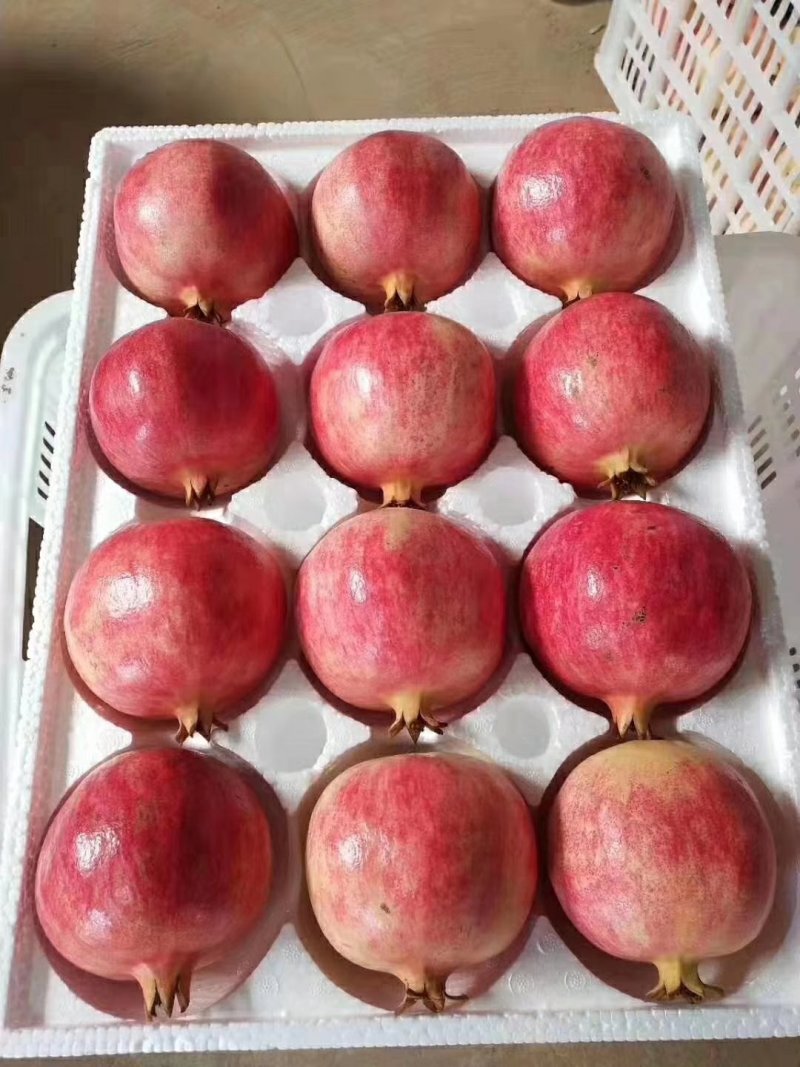 突尼斯软籽石榴树苗嫁接苗40~50cm