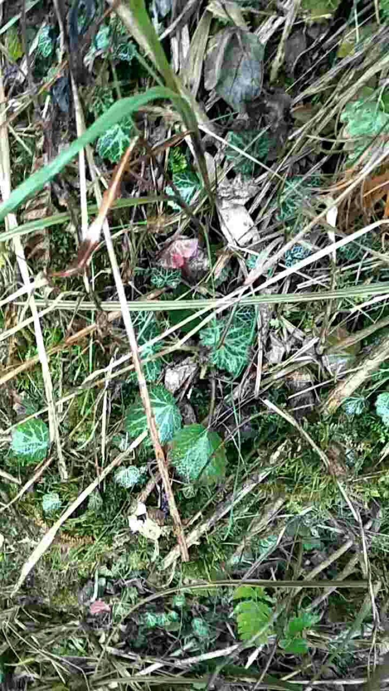 虎耳草，野生草药用去多，可以做盘景欢迎前来