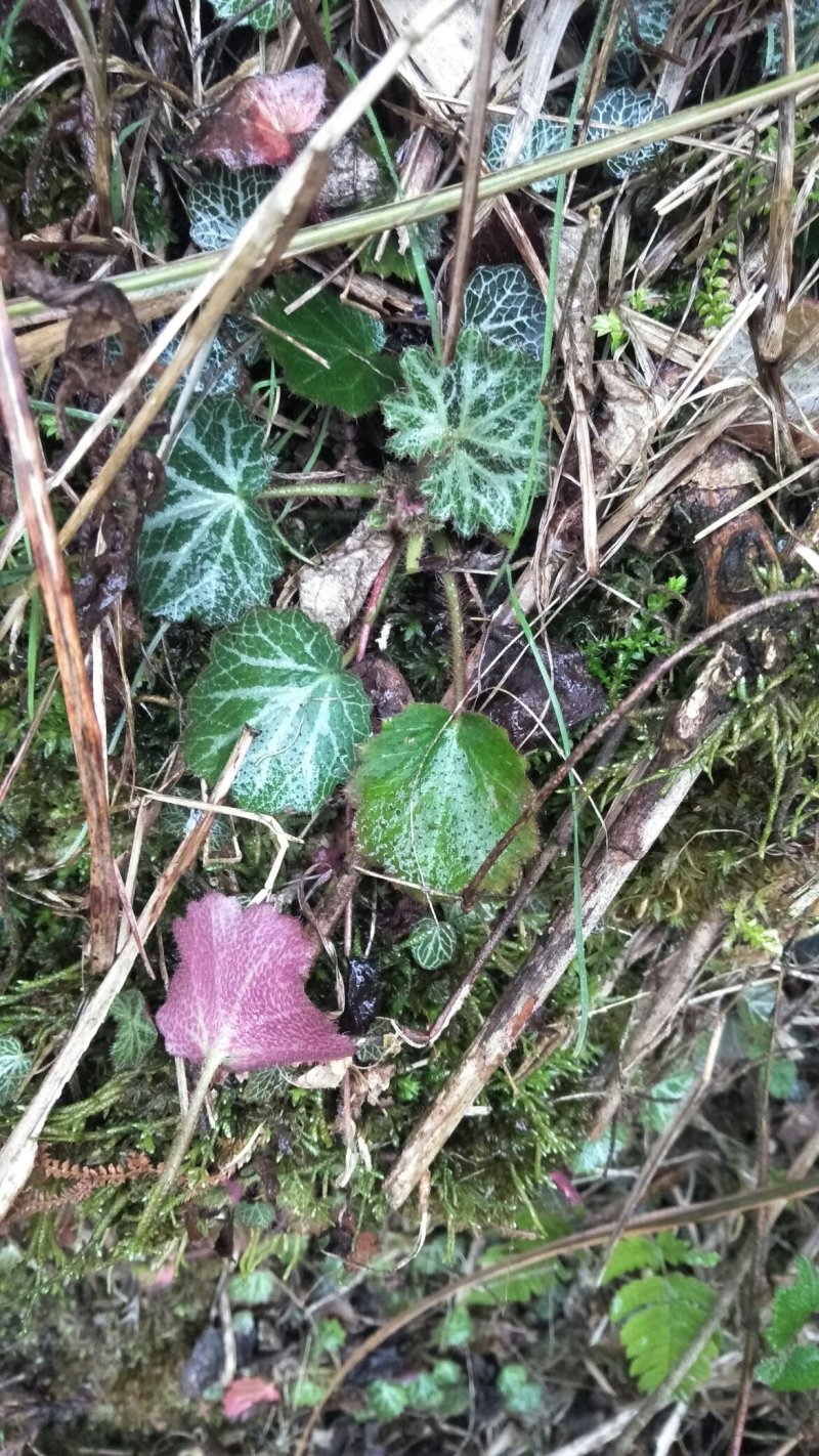虎耳草，野生草药用去多，可以做盘景欢迎前来