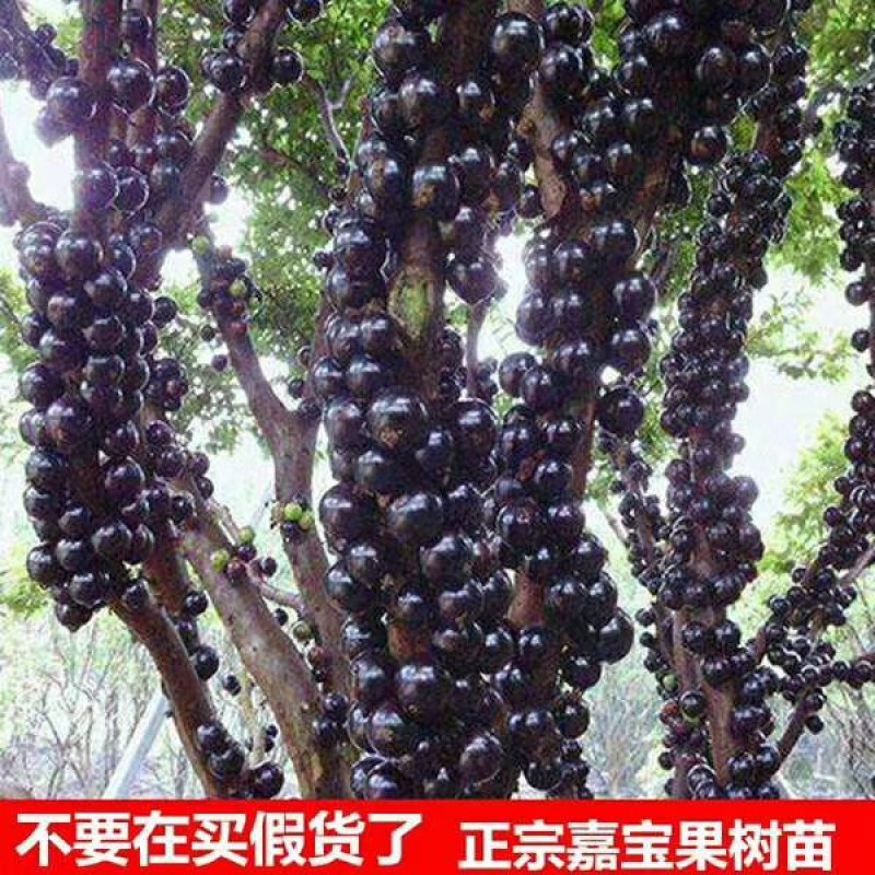 四季嘉宝果苗场地大量供应量多优惠