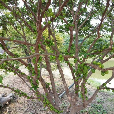 四季嘉宝果苗场地大量供应量多优惠