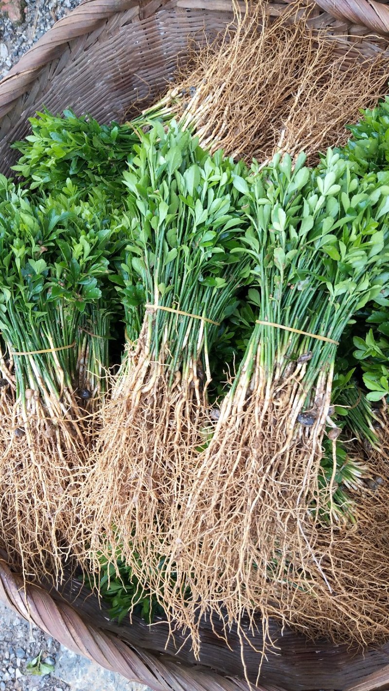 积壳苗，枳壳苗，枸橘苗自家种植全程技术指导坏苗包赔