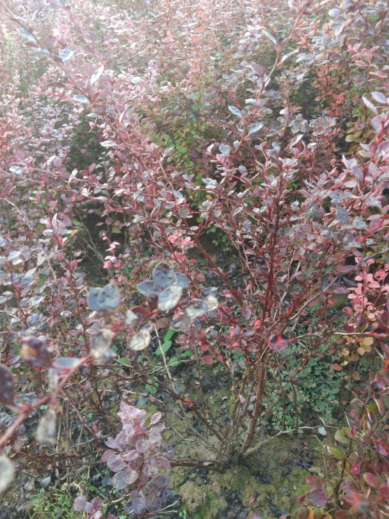 小檗紫叶小檗50--80公分高小檗杯苗小檗球