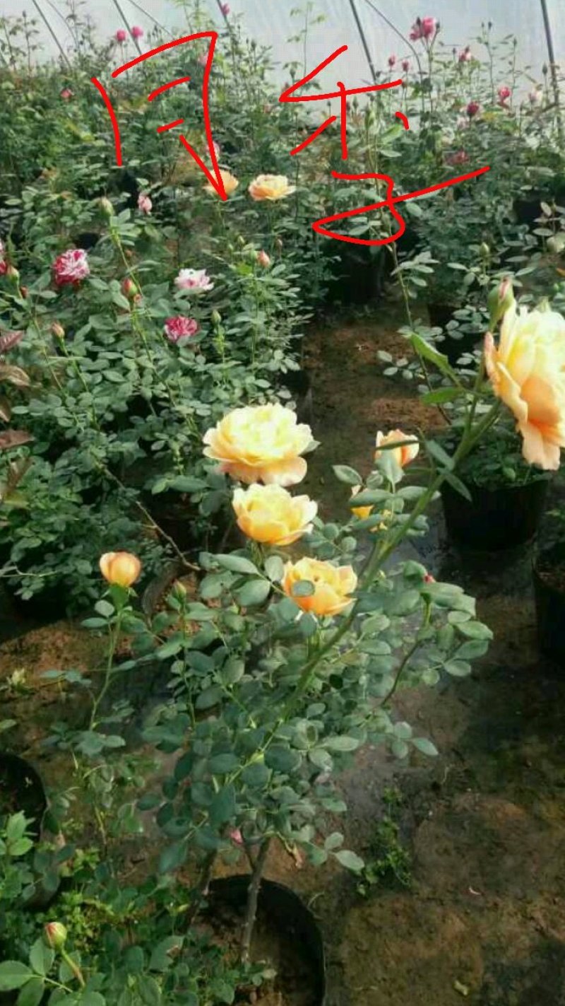 小檗紫叶小檗50--80公分高小檗杯苗小檗球