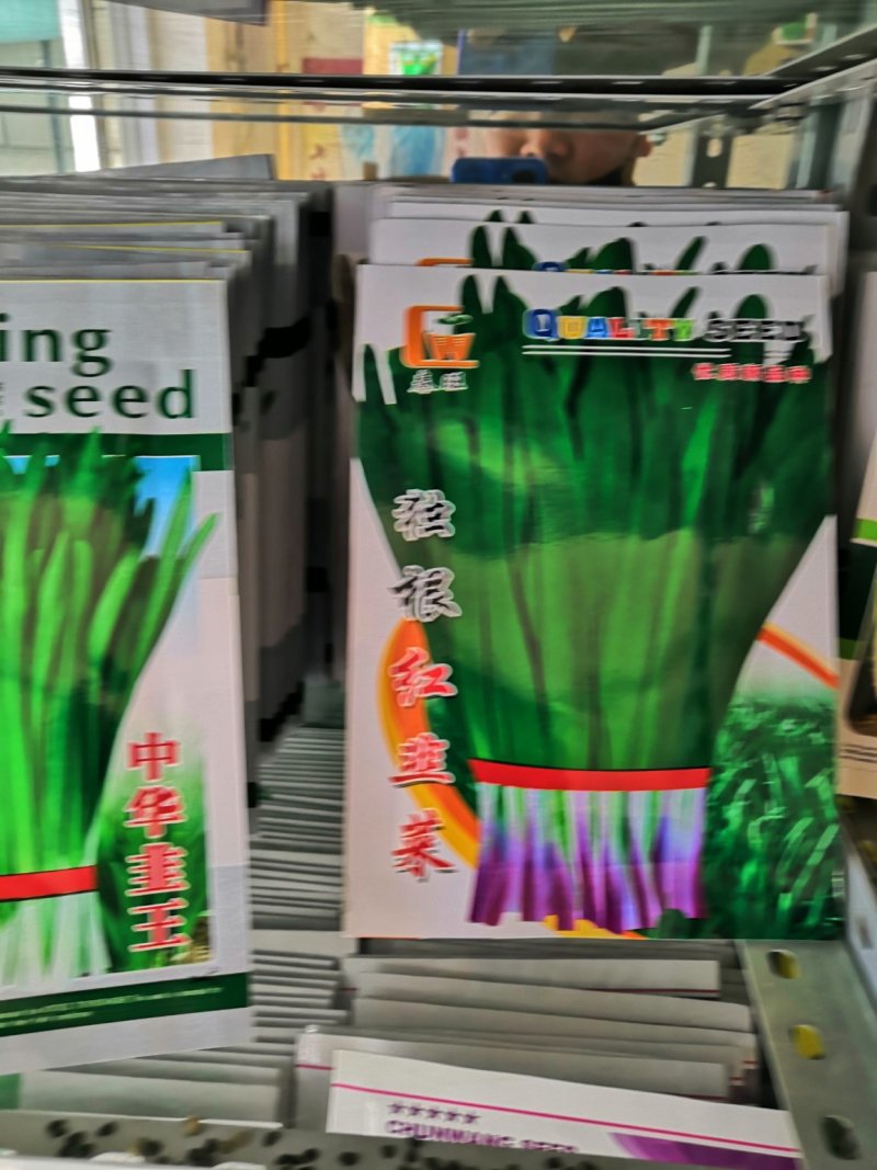 韭菜种子，宽叶韭菜种子