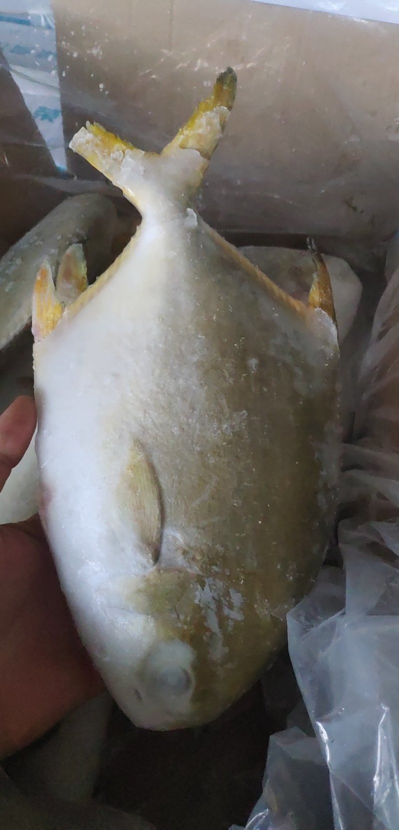 金鲳鱼网箱鱼塘都有坐标北海