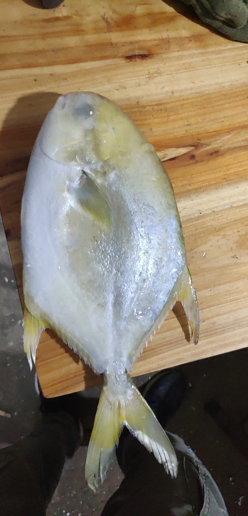 金鲳鱼网箱鱼塘都有坐标北海