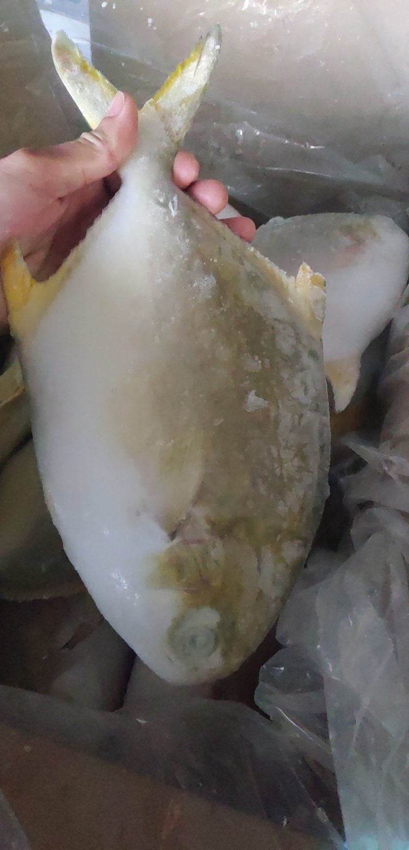 金鲳鱼网箱鱼塘都有坐标北海