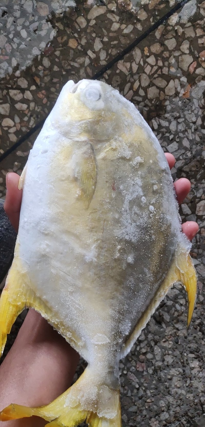 金鲳鱼网箱鱼塘都有坐标北海