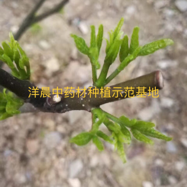 吴茱萸苗认真做出来的品质