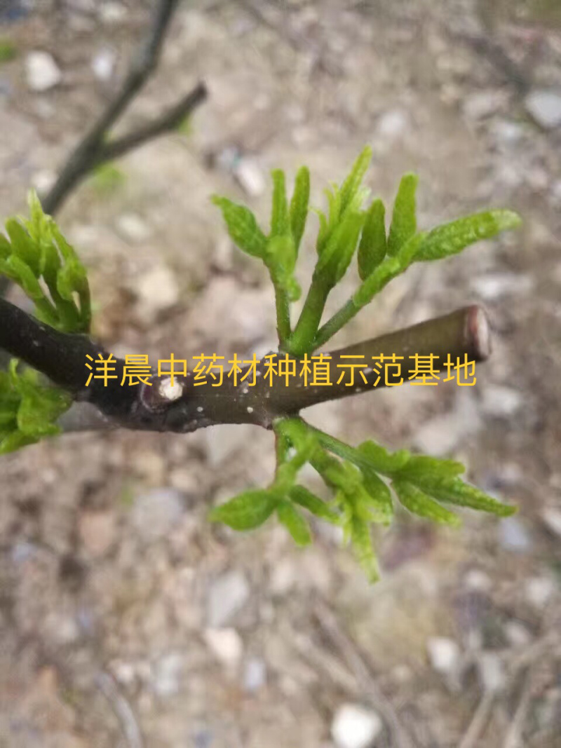吴茱萸苗认真做出来的品质