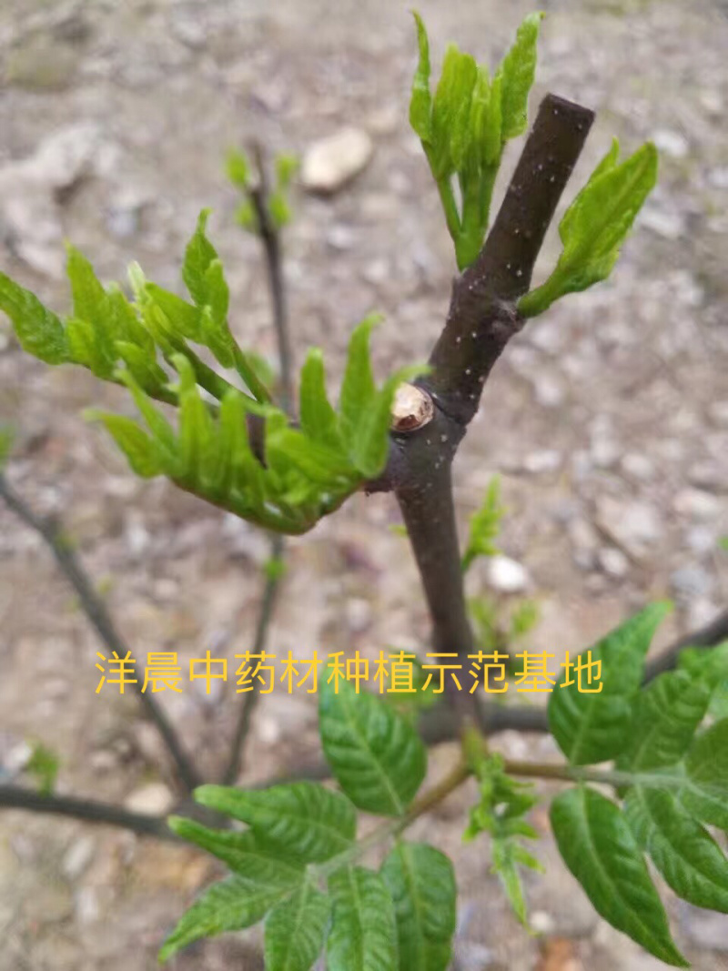 吴茱萸苗认真做出来的品质