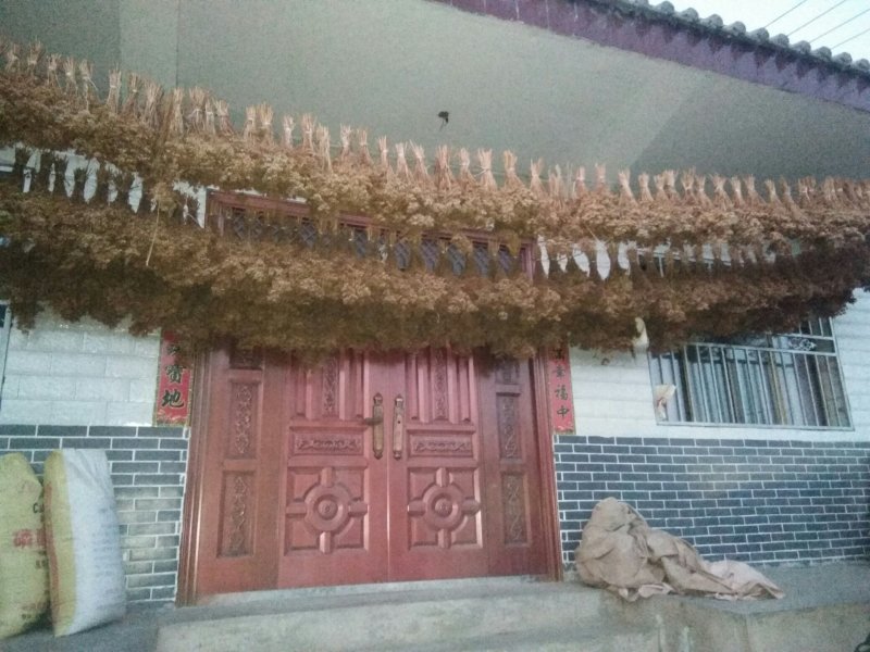 产于千年药乡，甘肃当归新种子，品质好，发芽率高。。
