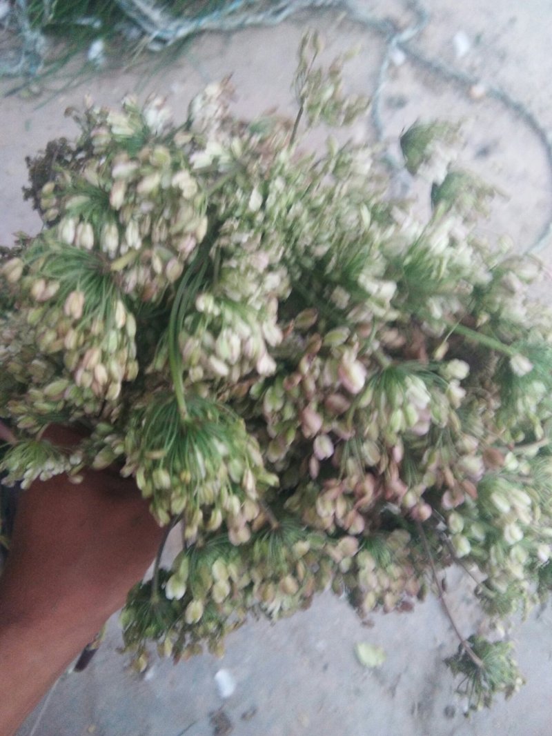 产于千年药乡，甘肃当归新种子，品质好，发芽率高。。