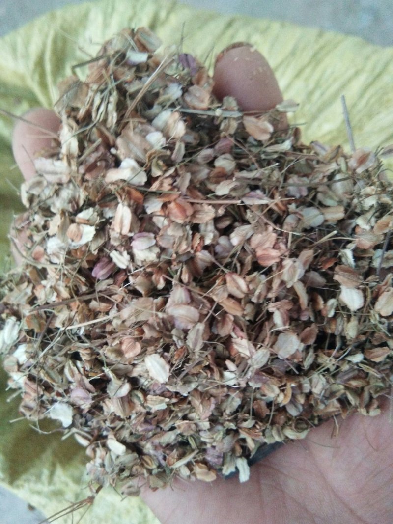 产于千年药乡，甘肃当归新种子，品质好，发芽率高。。