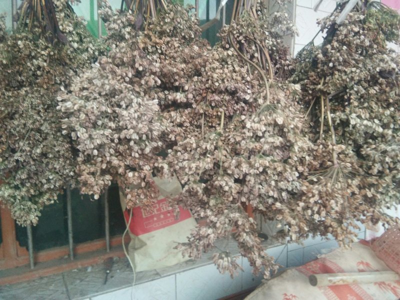 产于千年药乡，甘肃当归新种子，品质好，发芽率高。。