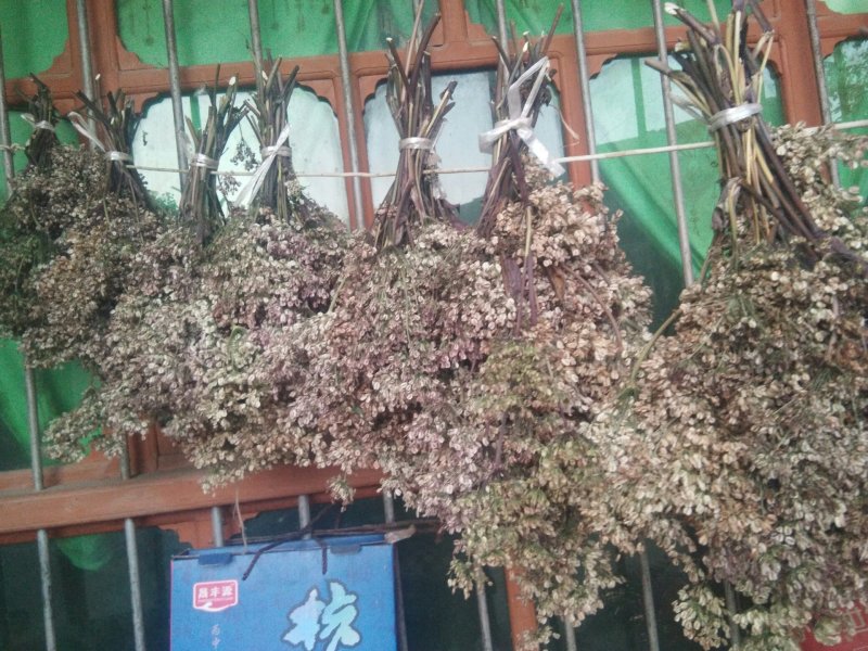 产于千年药乡，甘肃当归新种子，品质好，发芽率高。。