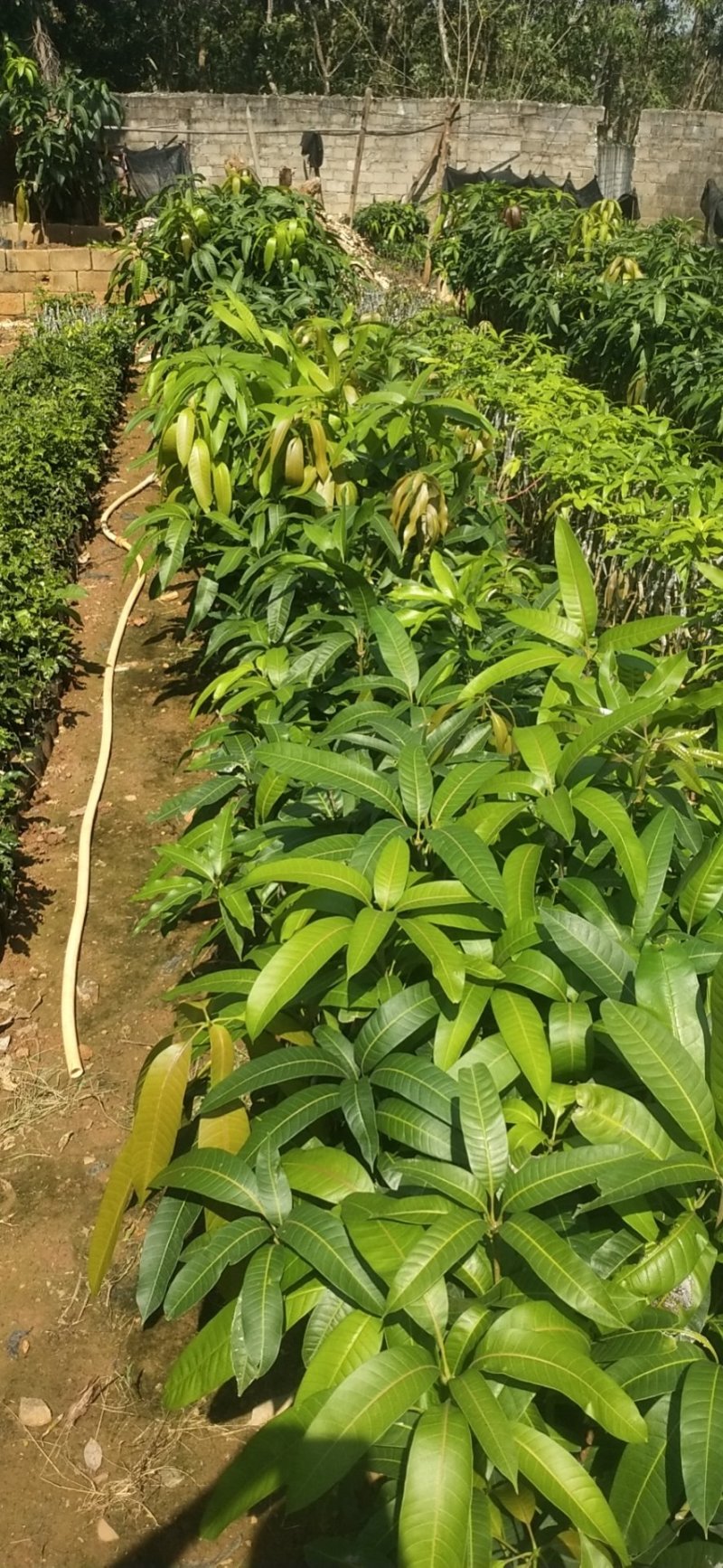 个种芒果苗