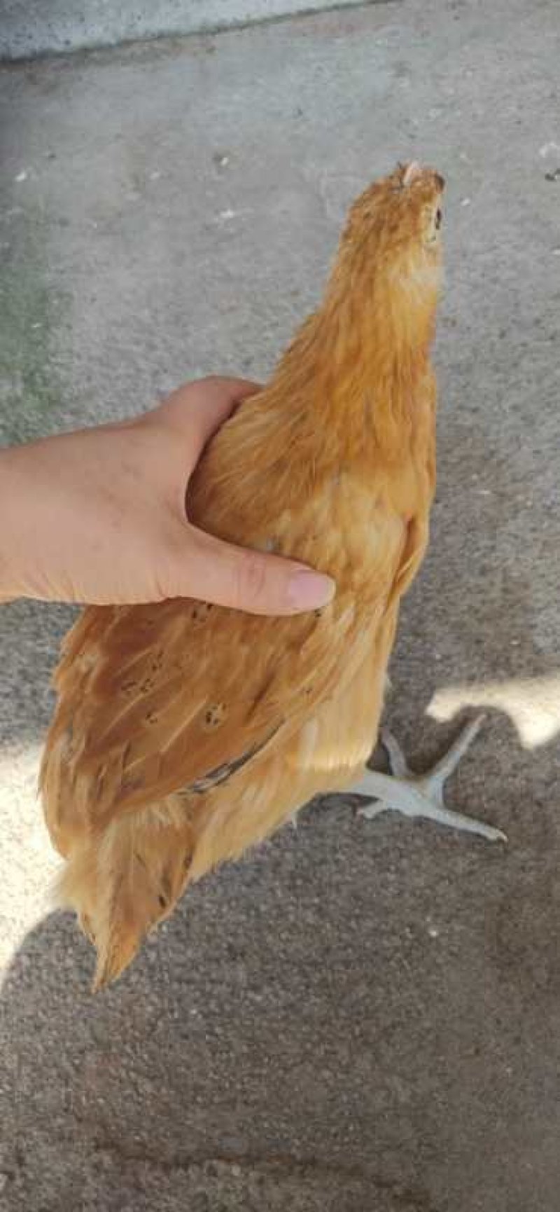 淮南王土鸡苗脱温苗淮南王，成年母鸡4斤，公5.5斤