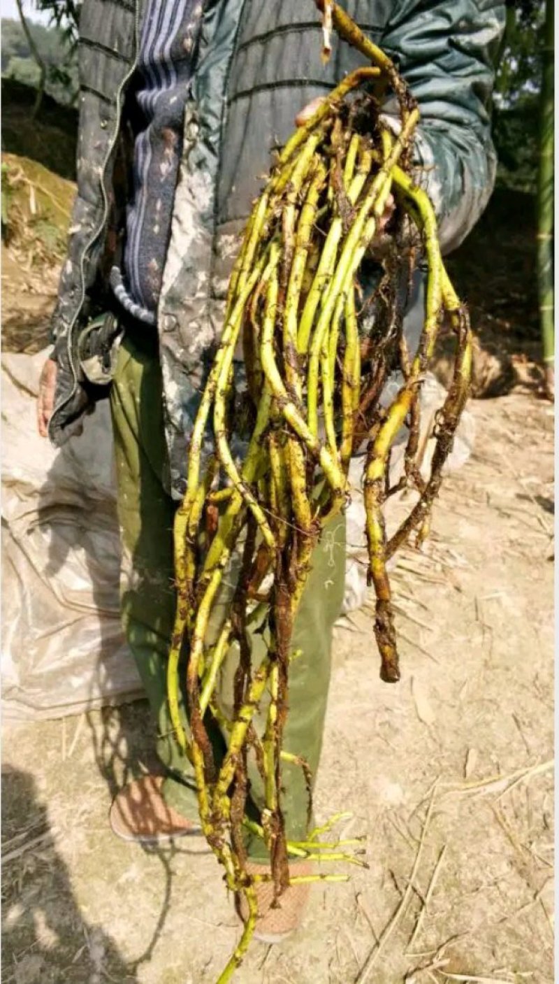 泸州-江津地区空心菜杆子，藤菜老杆大量出售