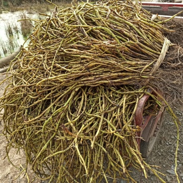 泸州-江津地区空心菜杆子，藤菜老杆大量出售