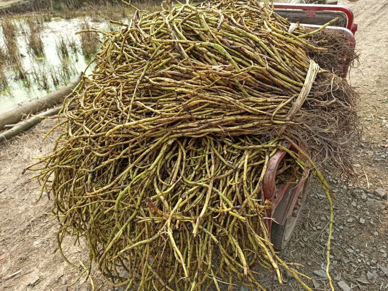 泸州-江津地区空心菜杆子，藤菜老杆大量出售