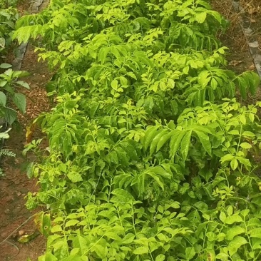 个种黄皮苗
