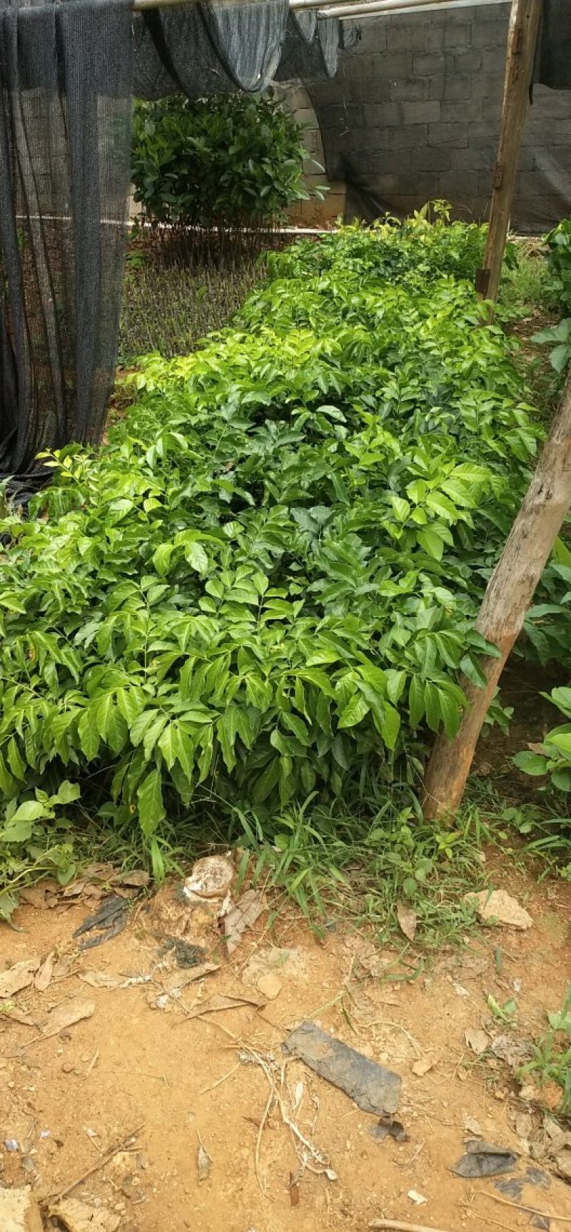 个种黄皮苗